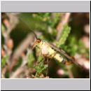 Panorpa sp - Skorpionsfliege m01c.jpg